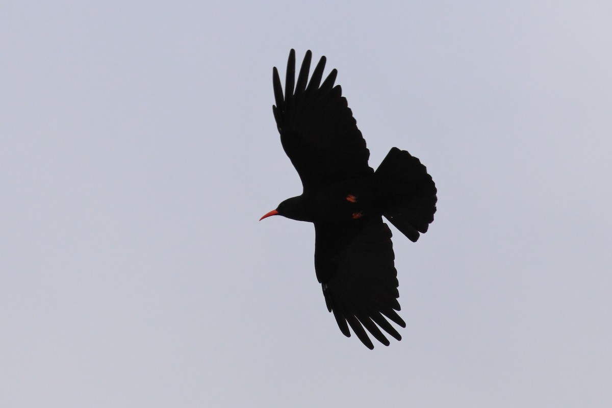 Red-billed Chough - ML637374383