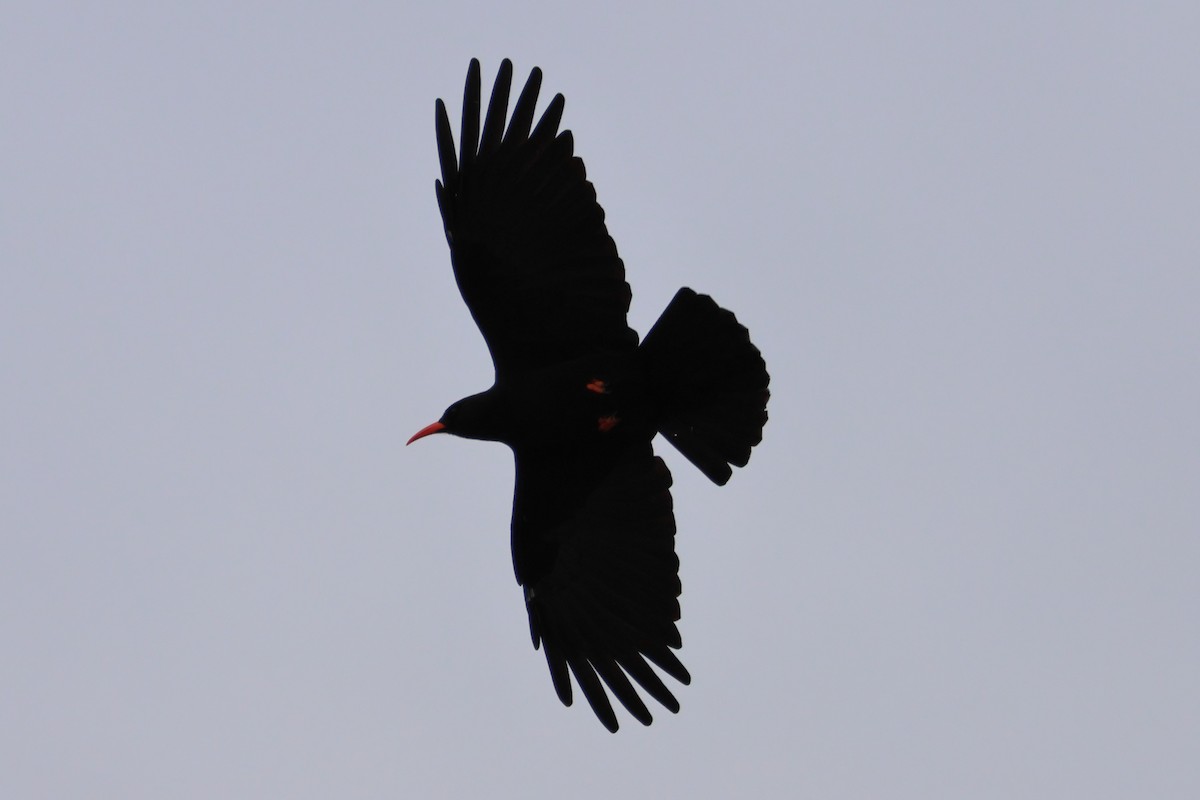 Red-billed Chough - ML637374384