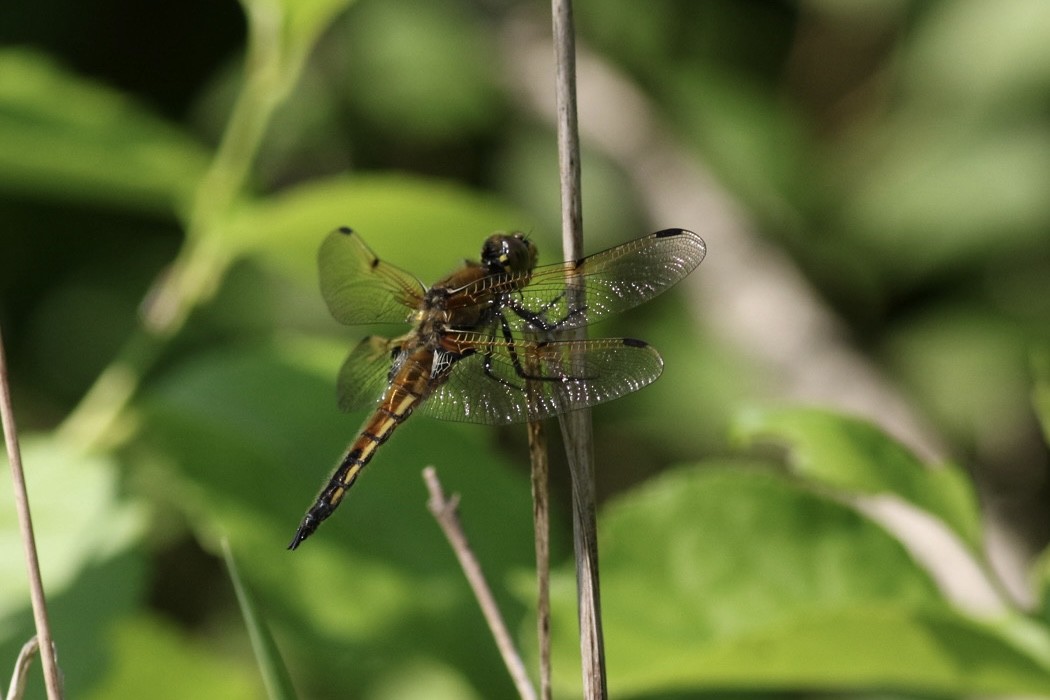 Insects - ML637374402