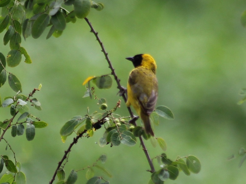 Slender-billed Weaver - ML637374675