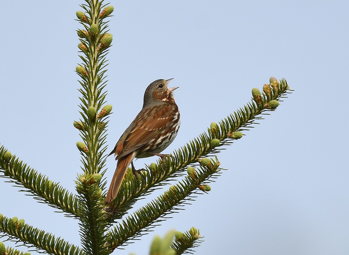Fox Sparrow - ML637374711
