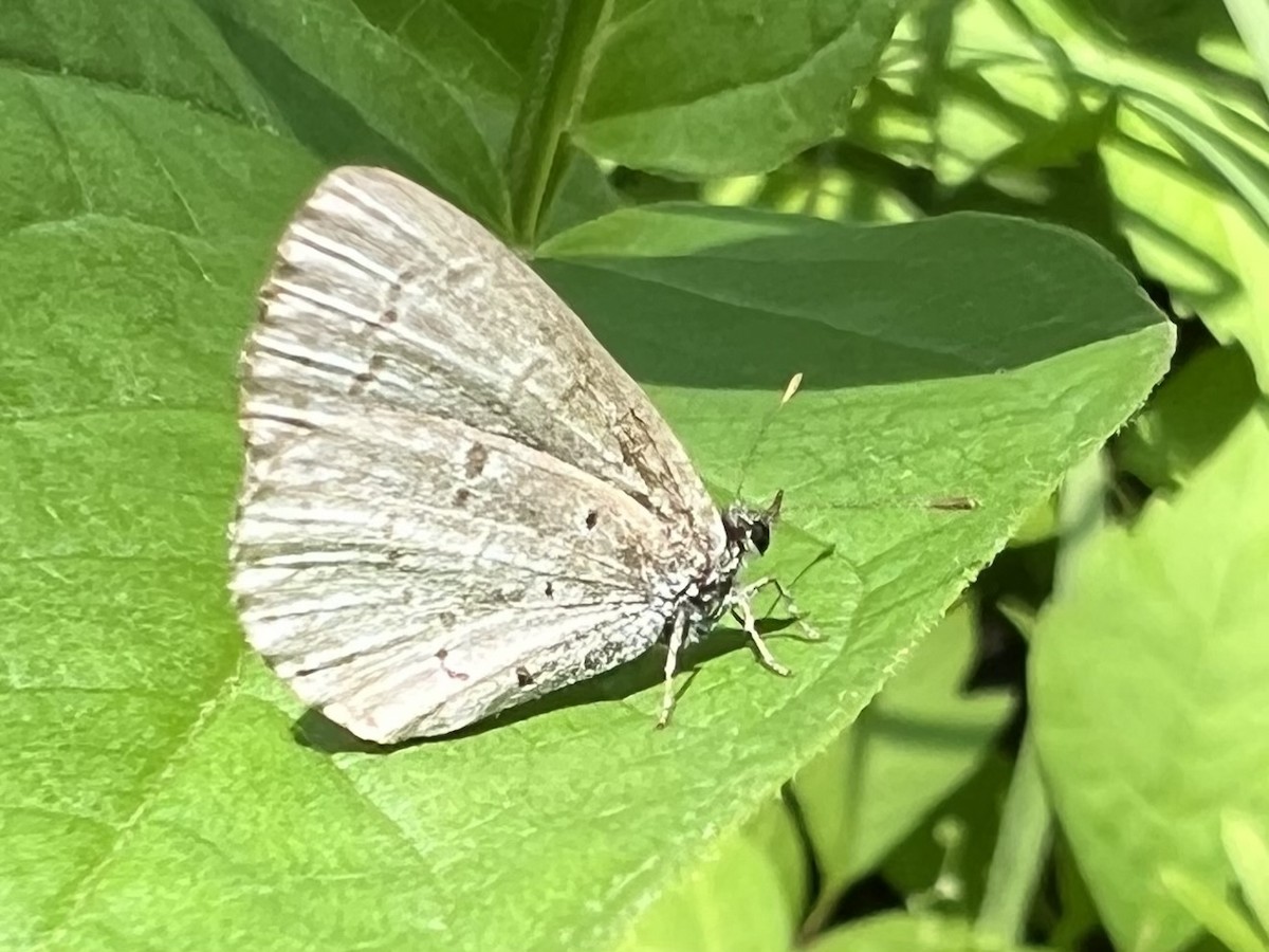 Insects - ML637374776