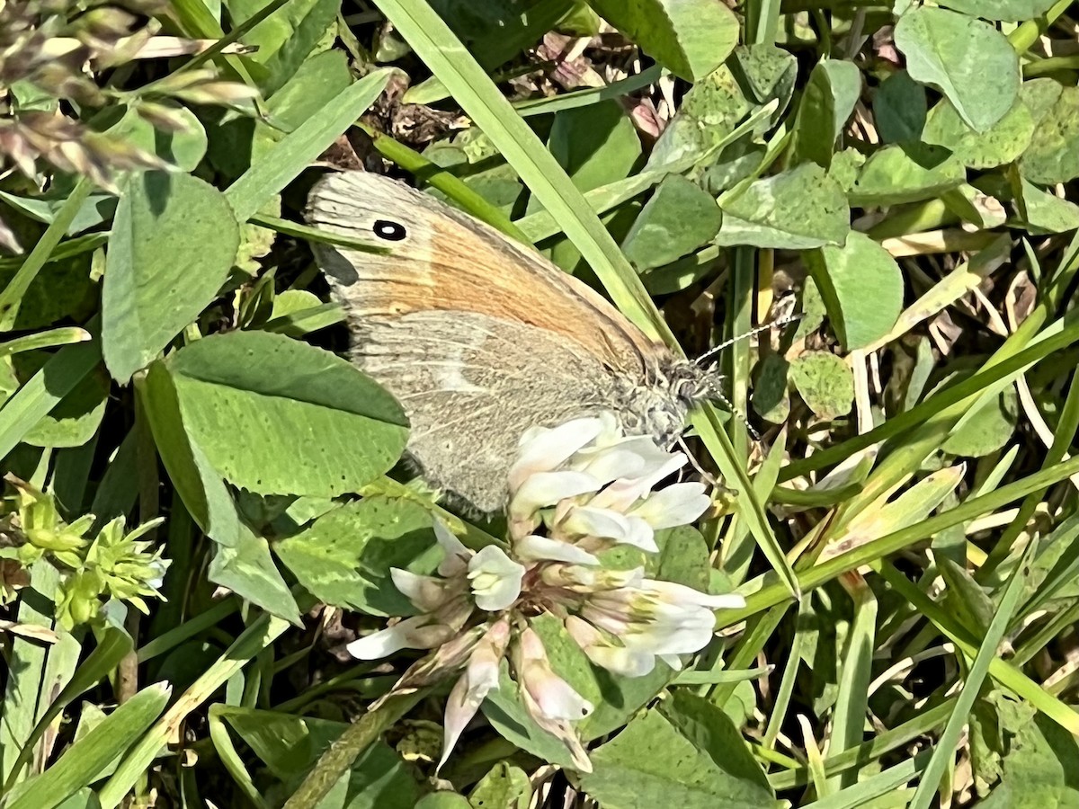 Common Ringlet - ML637374777