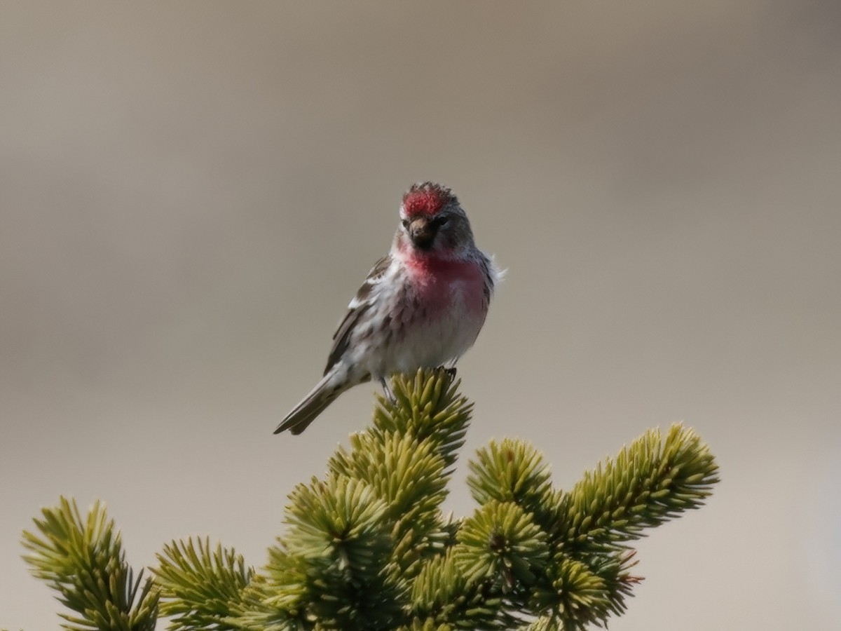 Redpoll (Common) - ML637374778