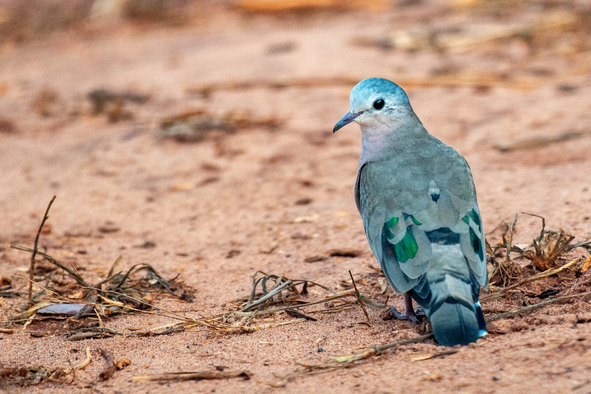 Emerald-spotted Wood-Dove - ML637374791