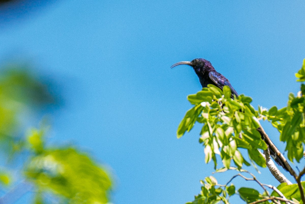Common Scimitarbill - ML637374803
