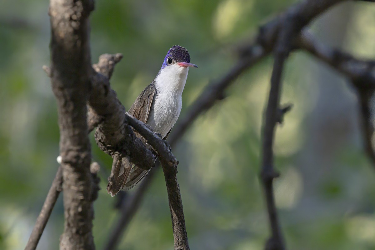Violet-crowned Hummingbird - ML637374891
