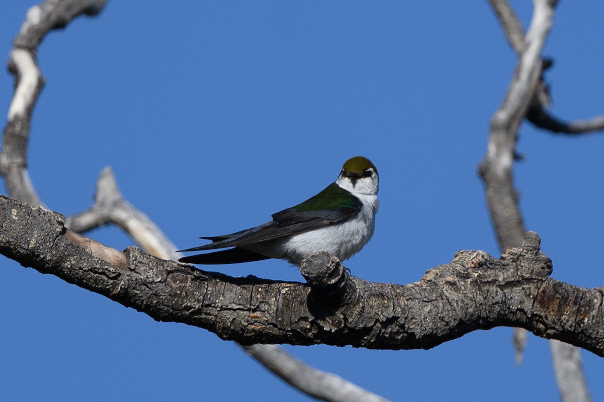 Violet-green Swallow - ML637375042