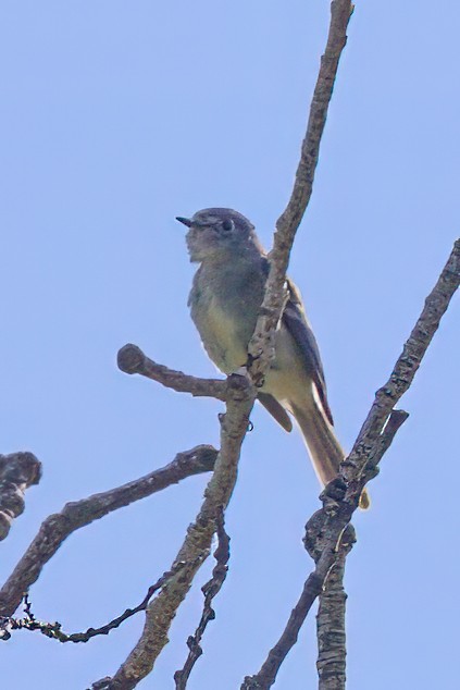 Dusky Flycatcher - ML637375052