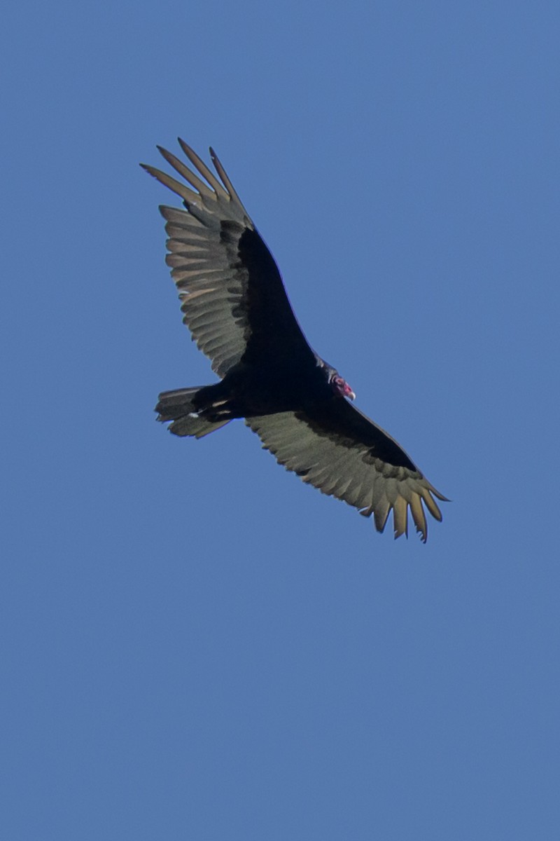 Turkey Vulture - ML637375062