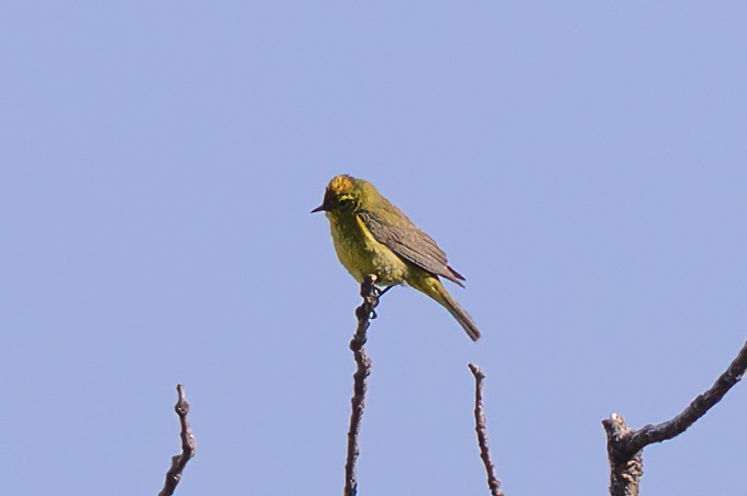 Orange-crowned Warbler - ML637375090