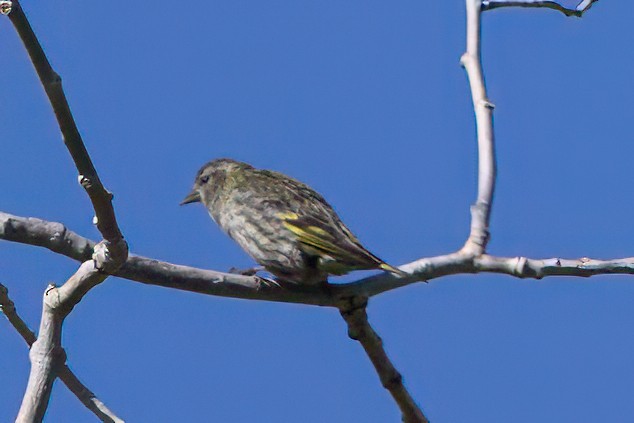 Pine Siskin - ML637375171