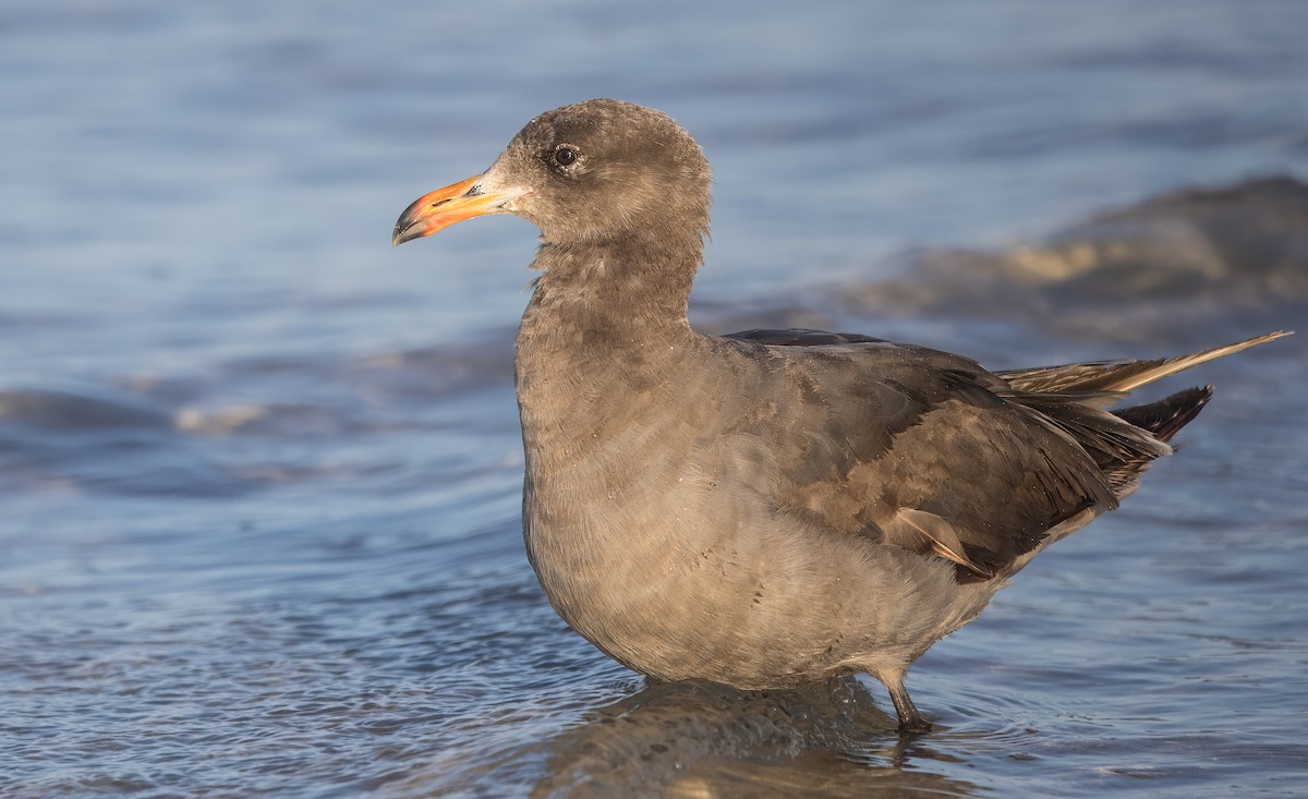 Heermann's Gull - ML637375259
