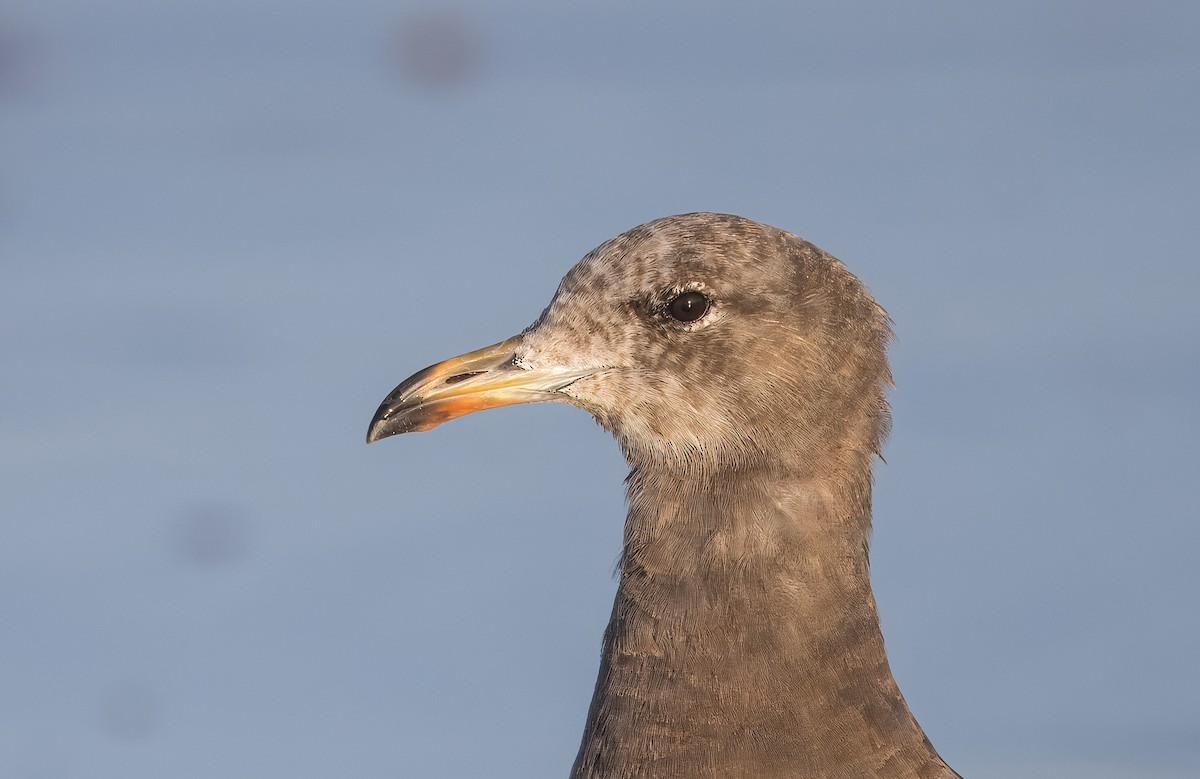 Heermann's Gull - ML637375261