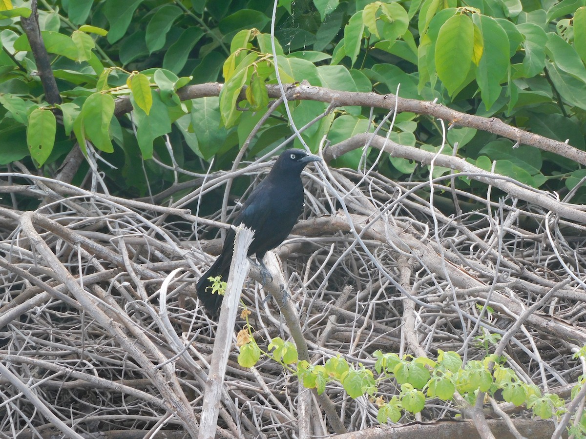 Carib Grackle - ML637375264