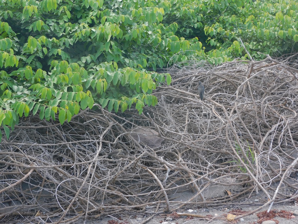 Carib Grackle - ML637375265