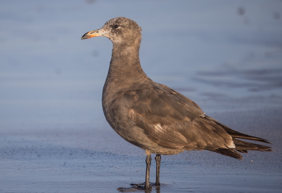 Heermann's Gull - ML637375266
