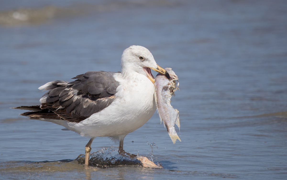 Yellow-footed Gull - ML637375268