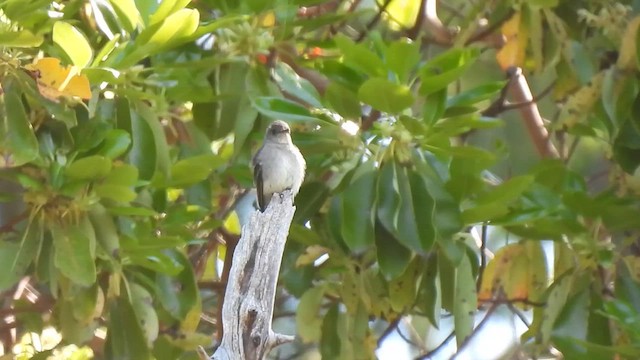 Vireo occhirossi - ML637375287