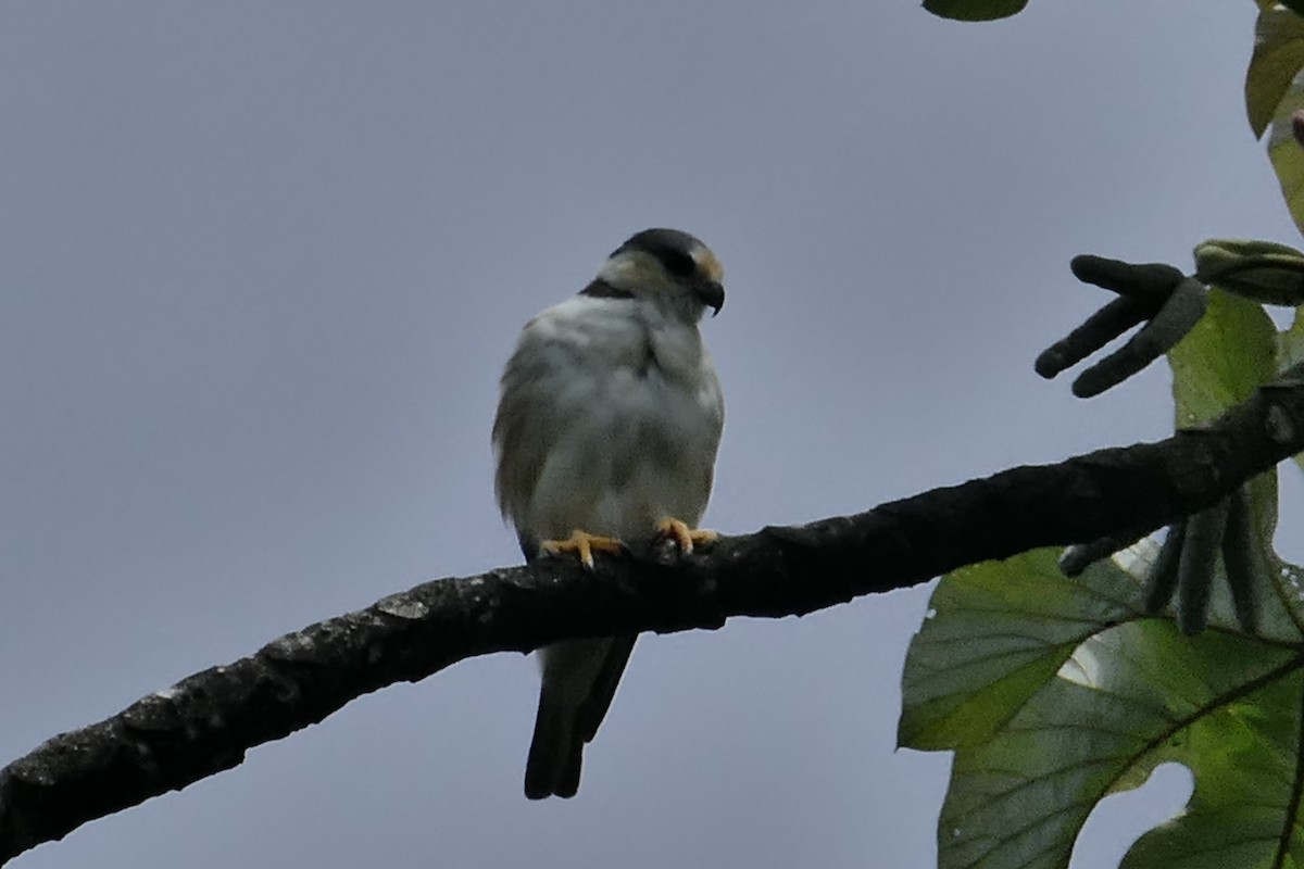 Pearl Kite - ML637375323