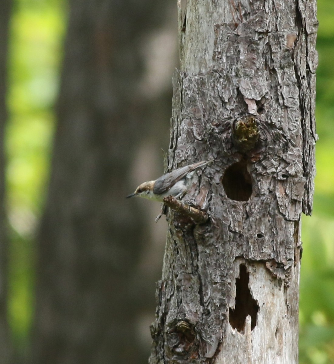Brown-headed Nuthatch - ML637375326
