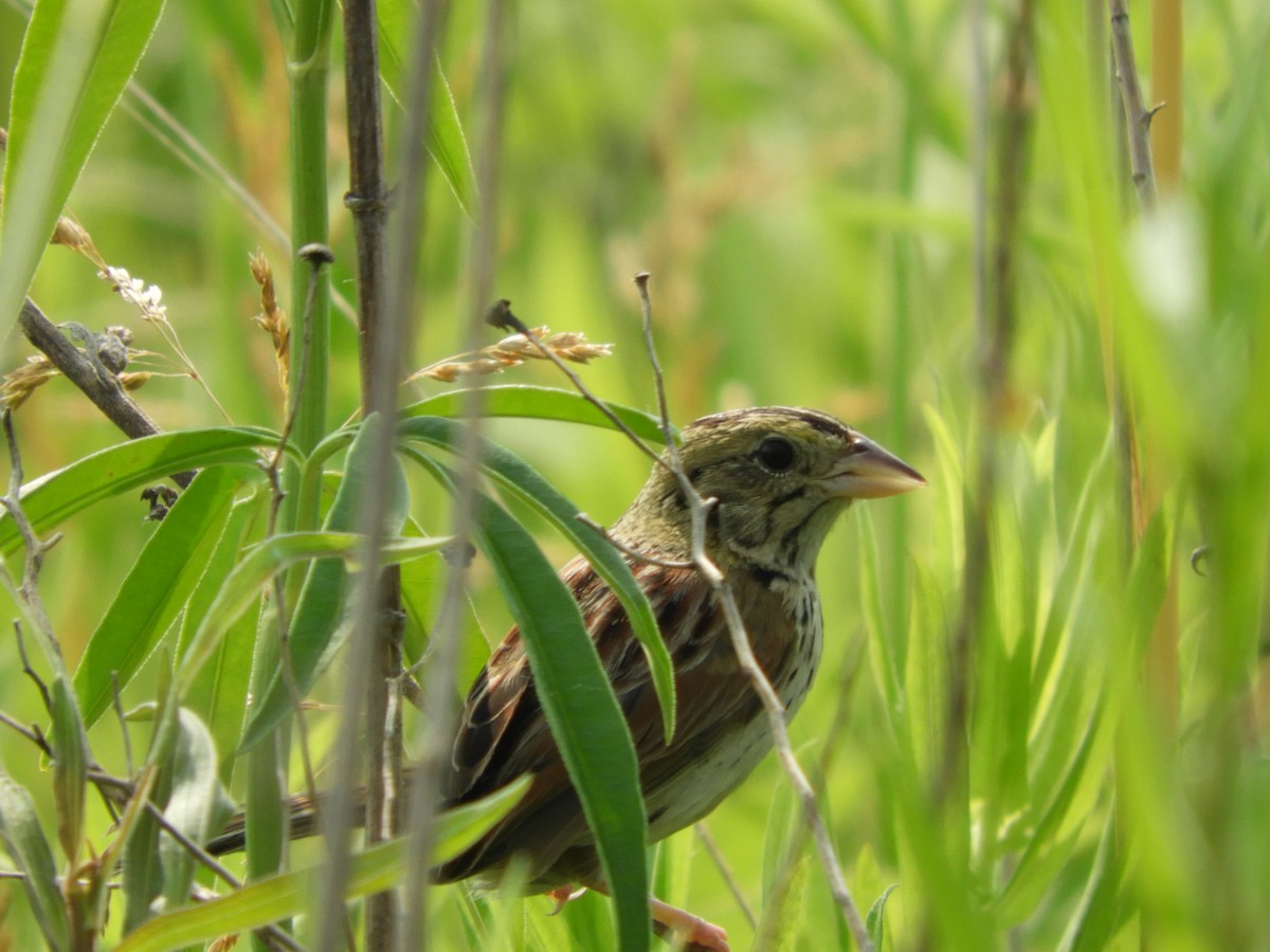 Henslow's Sparrow - ML637375330