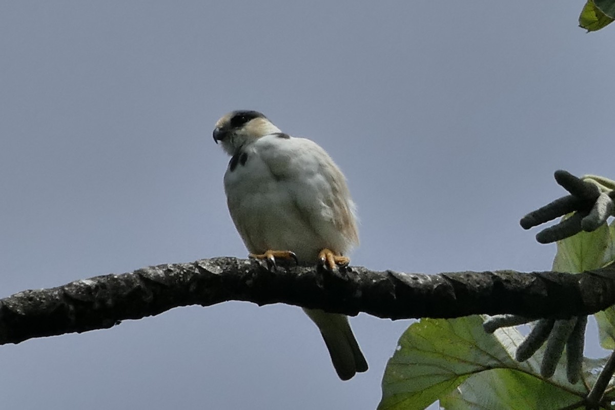 Pearl Kite - ML637375357