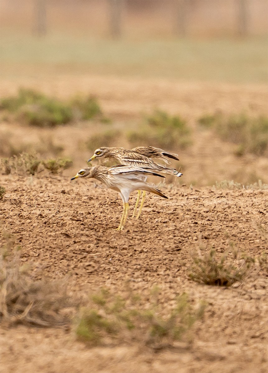 Eurasian Thick-knee - ML637375360