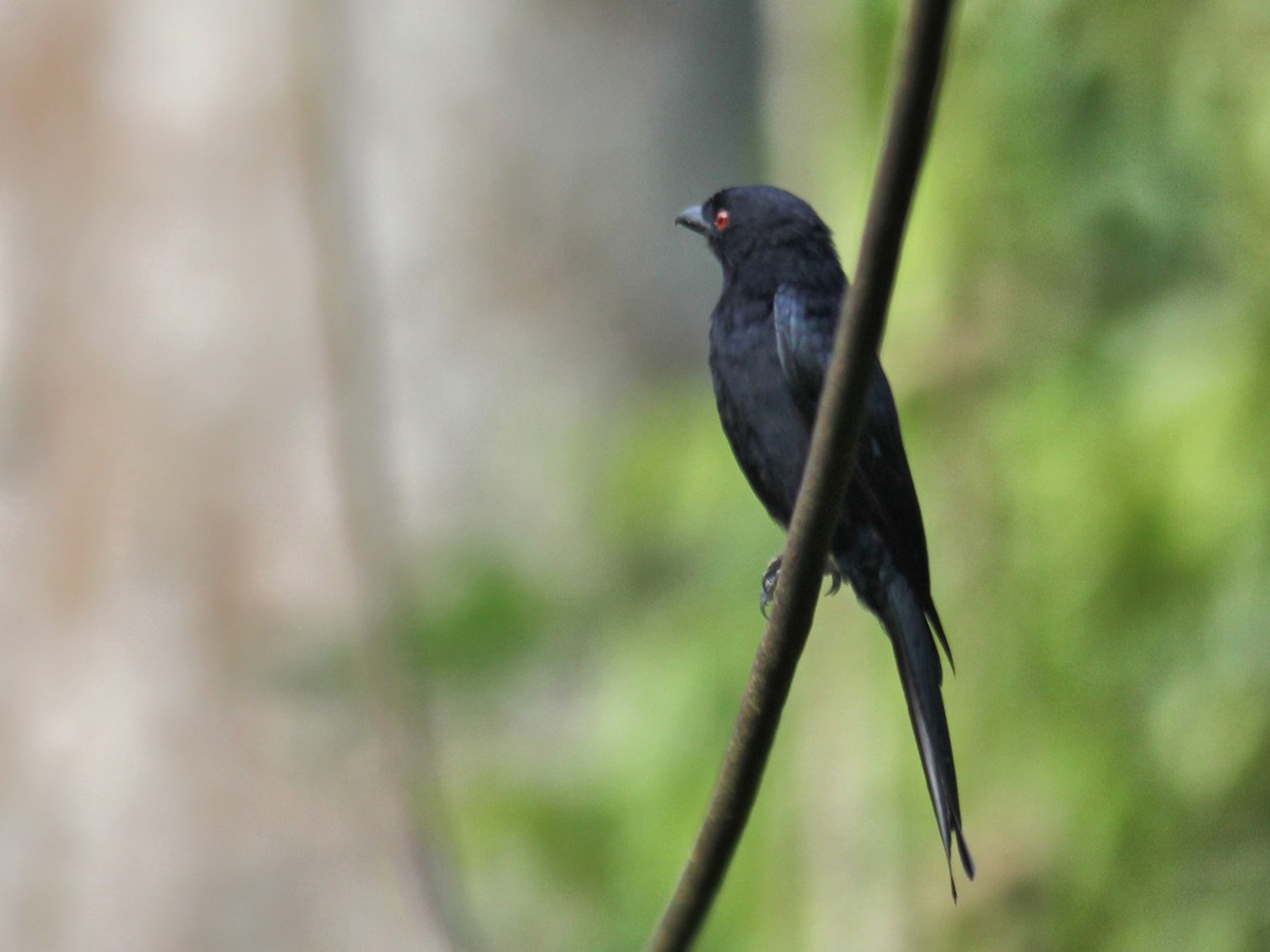 Drongo Modesto (atactus) - ML637375368