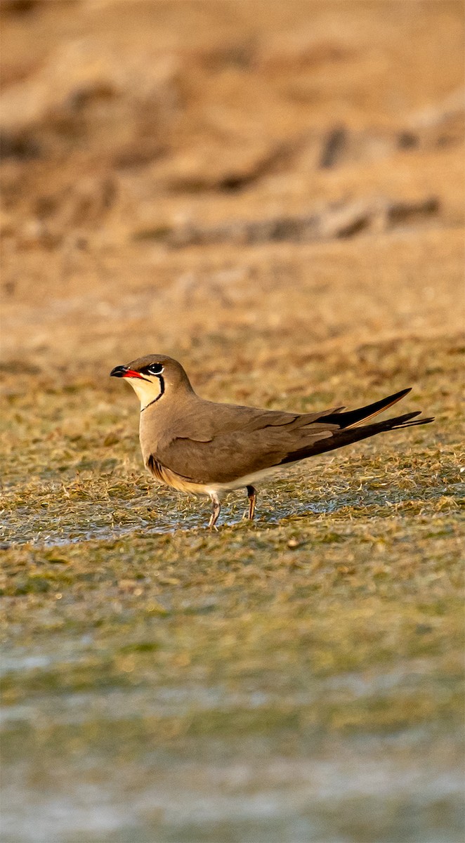 Collared Pratincole - ML637375370