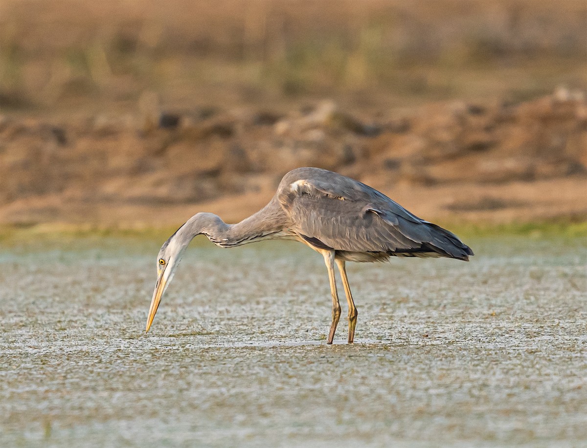 Gray Heron - ML637375386