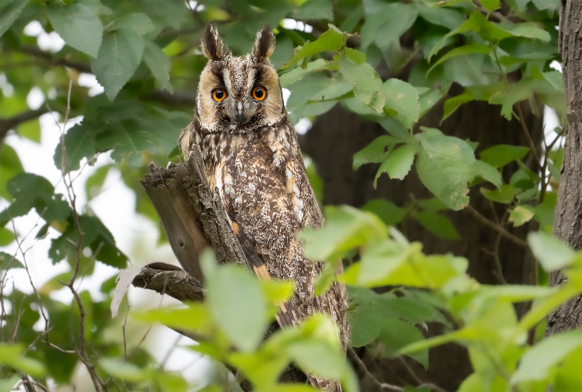 Long-eared Owl - ML637375398