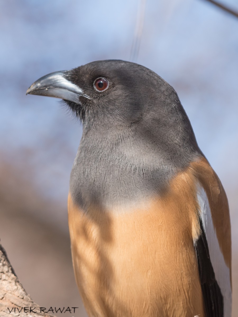 Rufous Treepie - ML637375400