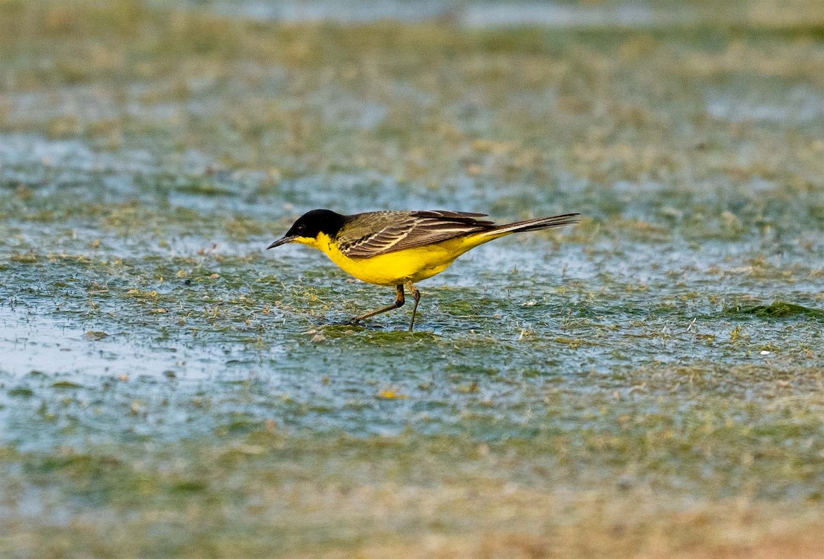 Western Yellow Wagtail - ML637375502