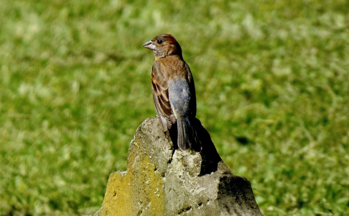 papežík modrý - ML637375503