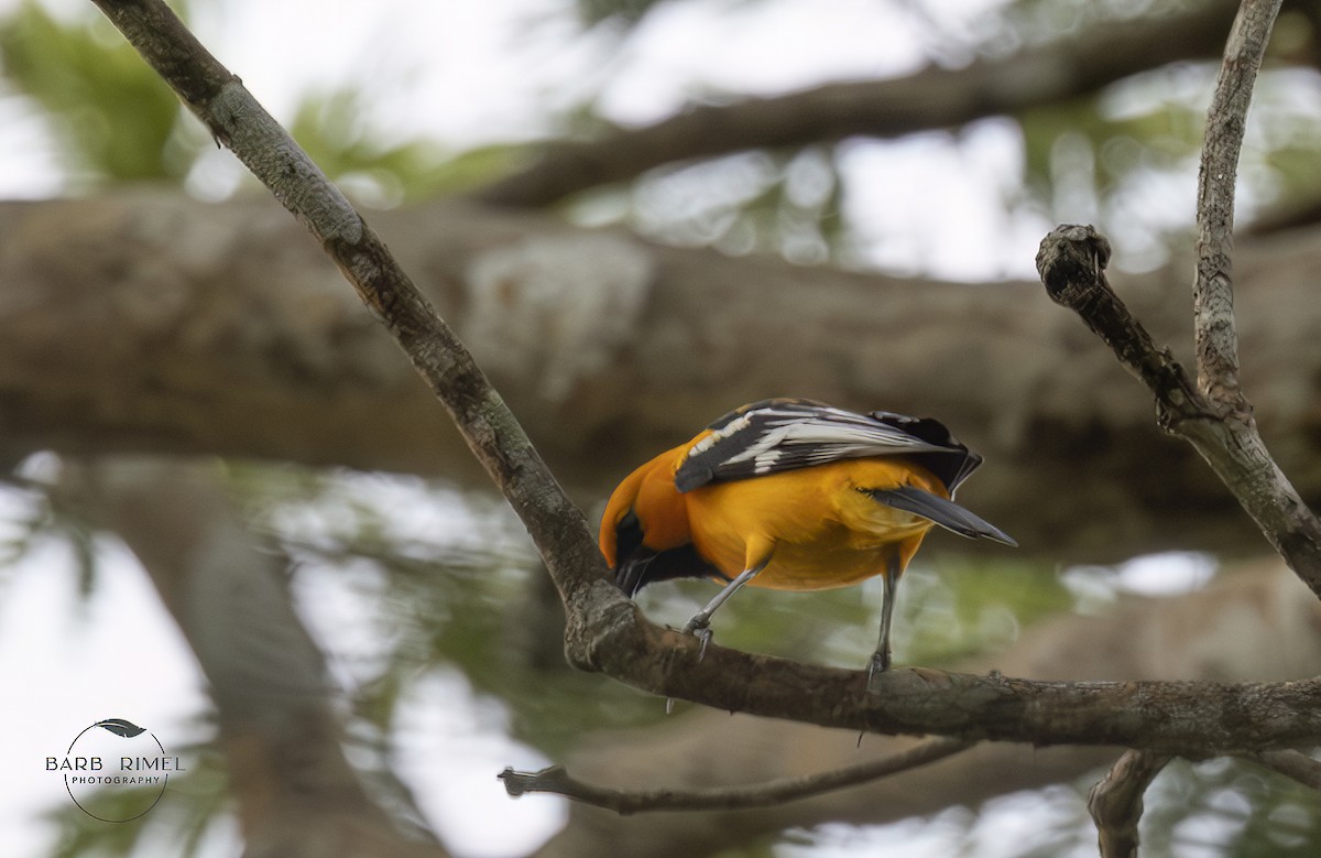 Streak-backed Oriole - ML637375513