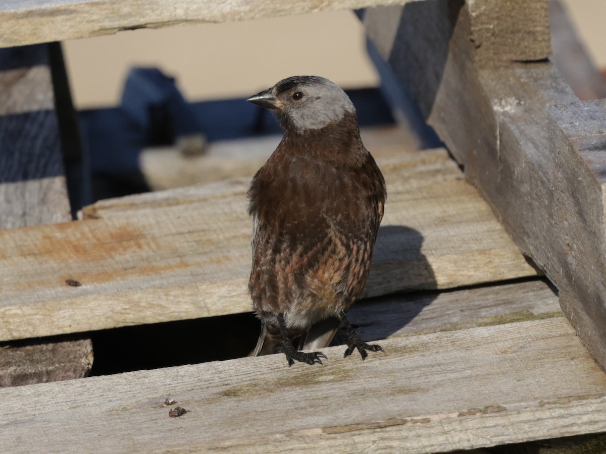 Gray-crowned Rosy-Finch (Pribilof Is.) - ML637375589