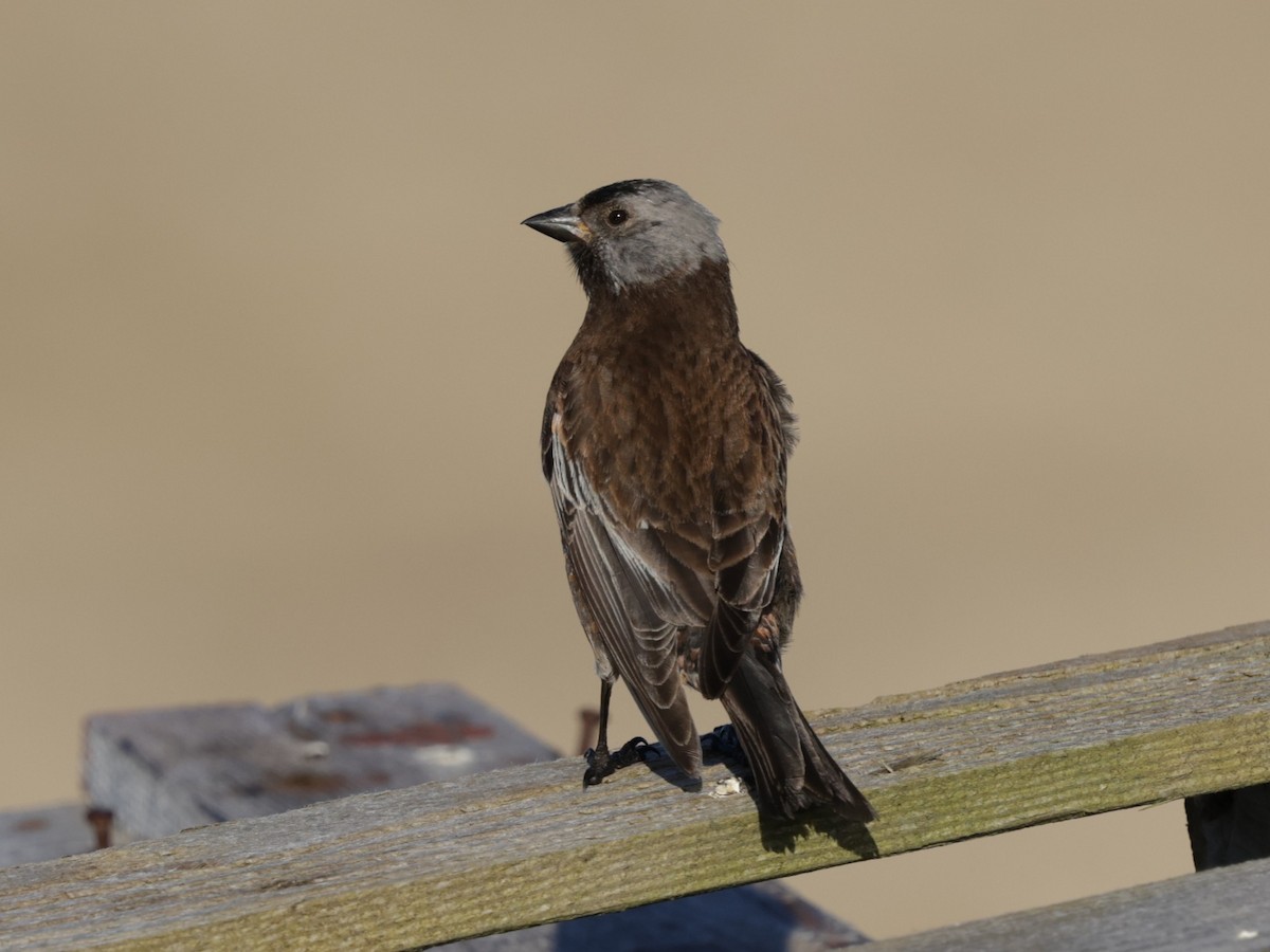Gray-crowned Rosy-Finch (Pribilof Is.) - ML637375597
