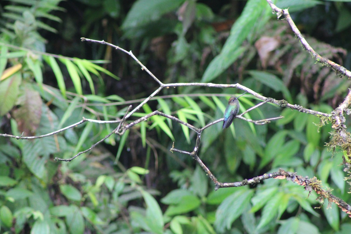 Green-fronted Lancebill - ML637375621