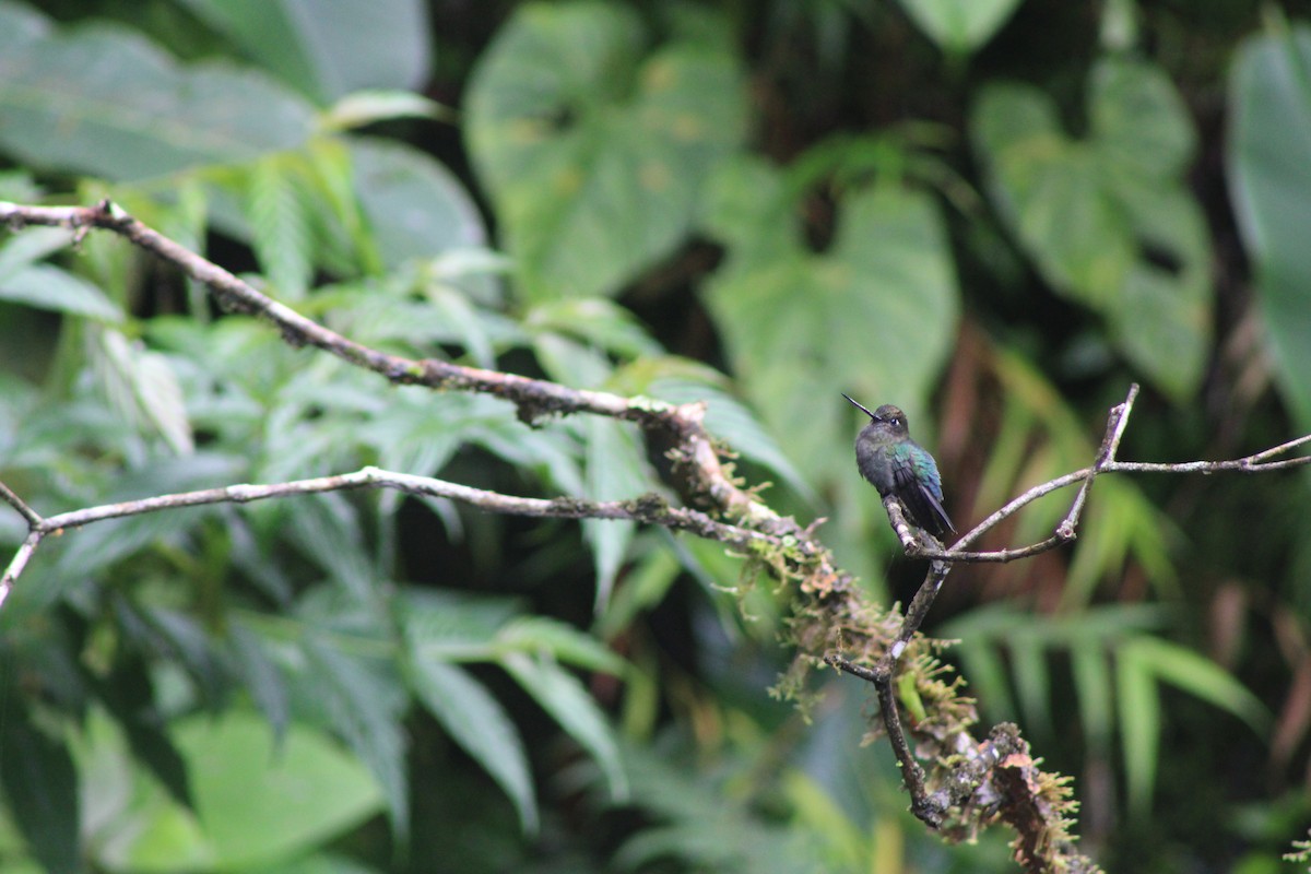 Green-fronted Lancebill - ML637375622