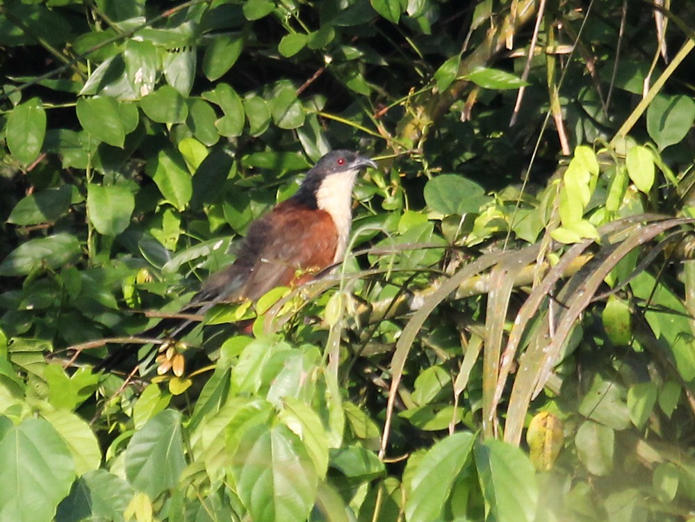 Blue-headed Coucal - ML637375735