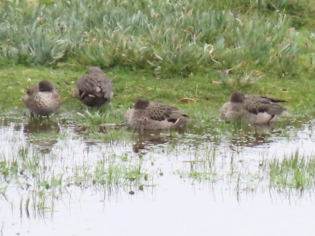 Andean Teal - ML637375739