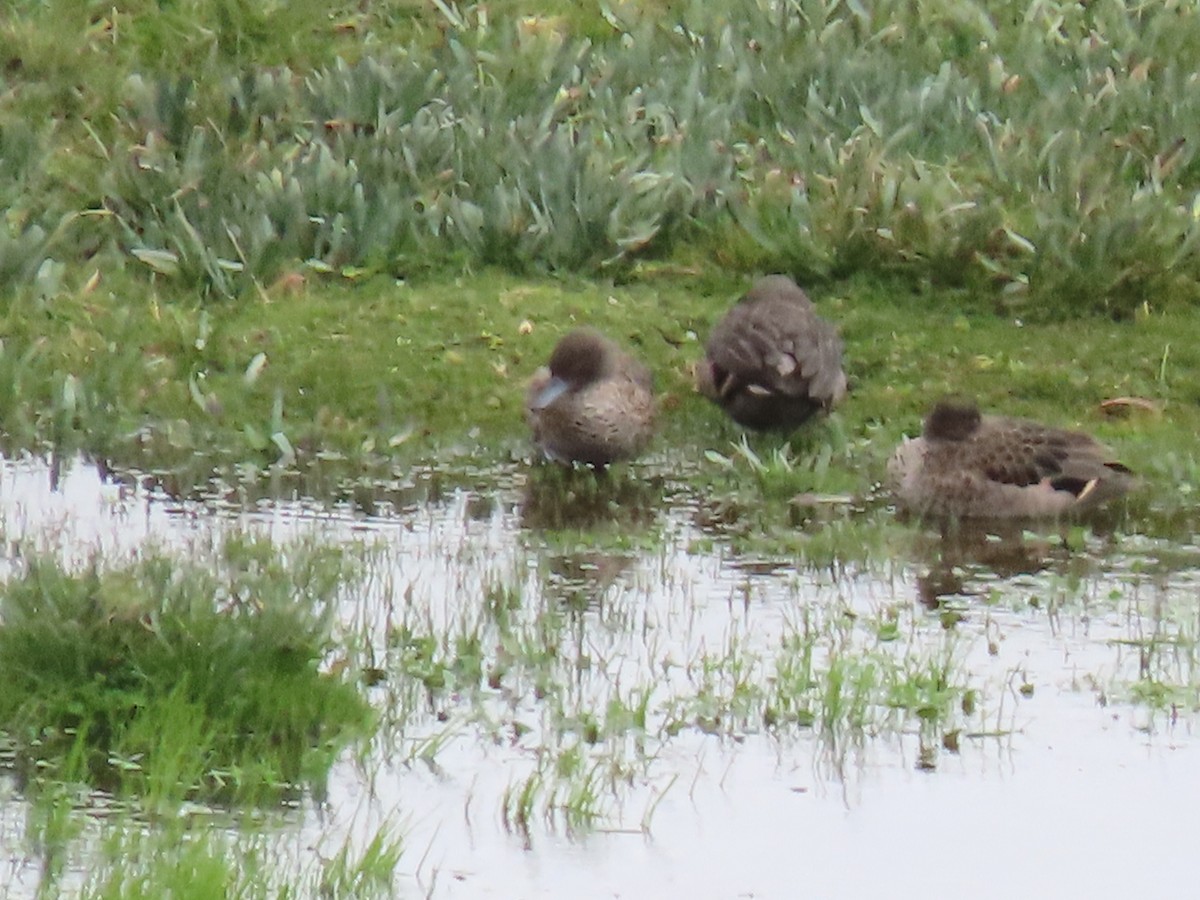 Andean Teal - ML637375740