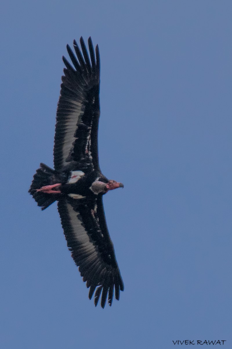 Red-headed Vulture - ML637375752