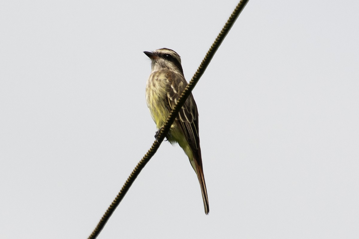 Variegated Flycatcher - ML637375759