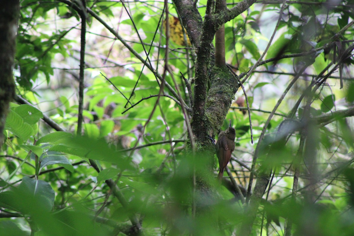 Spotted Woodcreeper - ML637375768