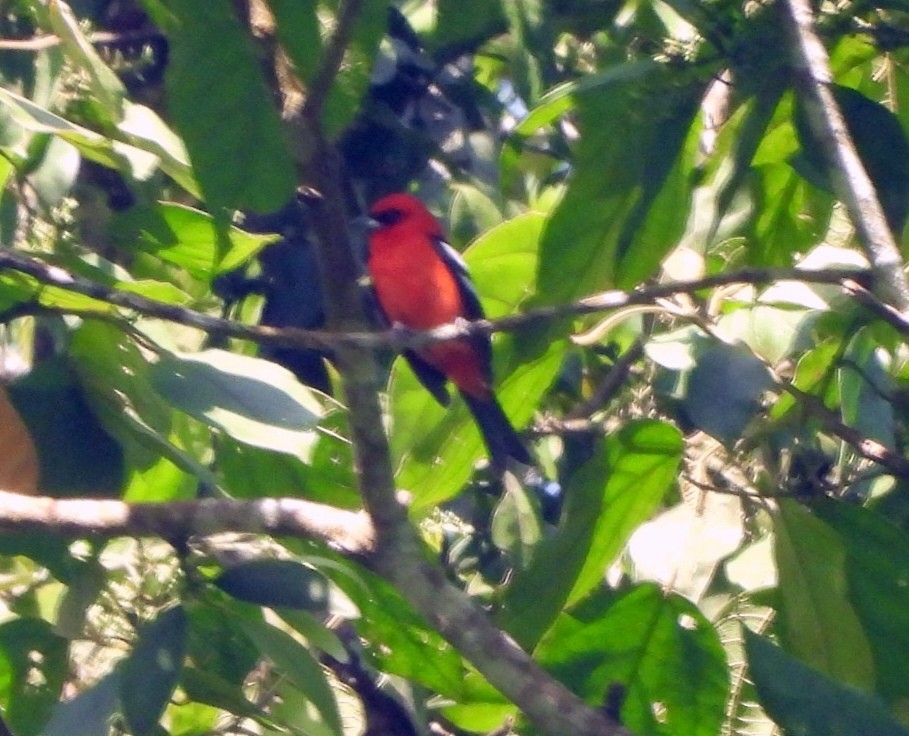 White-winged Tanager - ML637375780