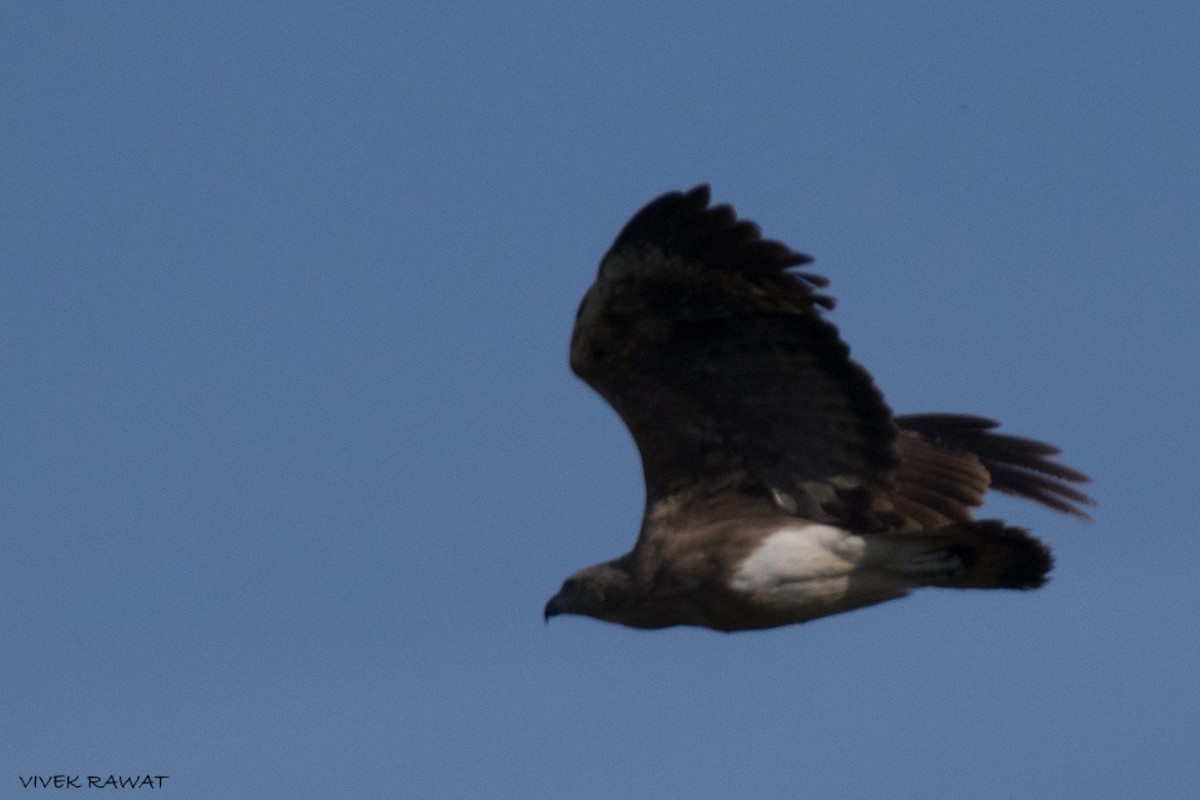 Малый рыболов - ML637375785