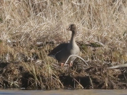 Lesser White-fronted Goose - ML637375800