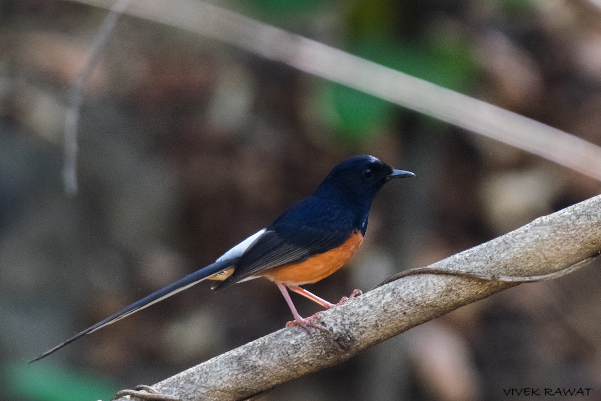 White-rumped Shama - ML637375817
